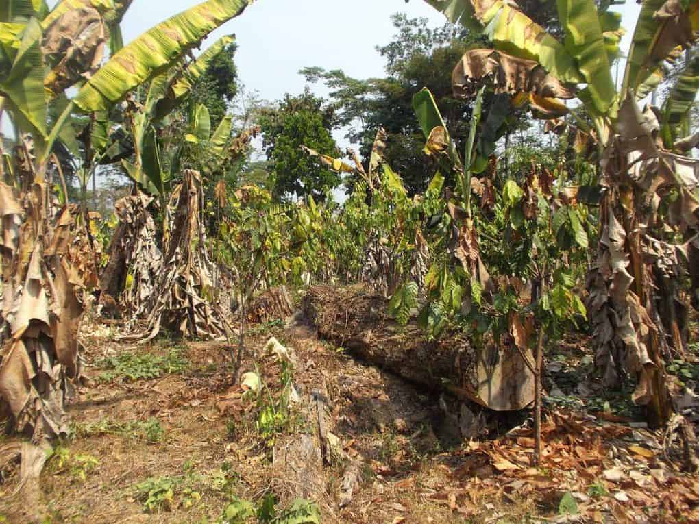 Cacaoyer desseché réchauffement climatique