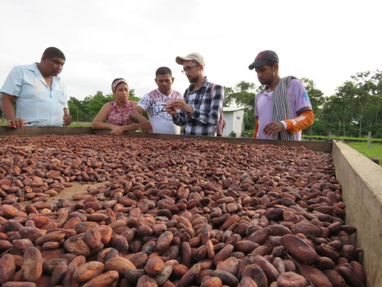 CriolloQuetzal-Disidente-Chocolatier-3