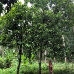 CriolloQuetzal-Paradai-Farmer-BahnSuanChin1