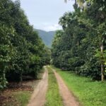 CriolloQuetzal-Paradai-Farmer-KhunKruSuda1