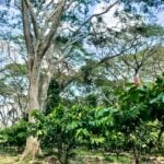 CriolloQuetzal-Sero-Finca-Agua-Blanca1