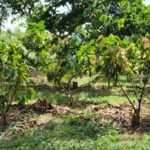 CriolloQuetzal-Sero-Finca-ElTesoro1