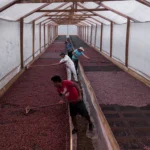 CriolloQuetzal-Sero-Finca-Kampura2