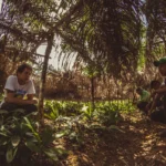CriolloQuetzal-Sero-Finca-aj-asipasm1