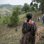 CriolloQuetzal-Sero-Finca-aj-asipasm2